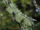 Usnea subfloridana image