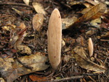 Clavariadelphus occidentalis image