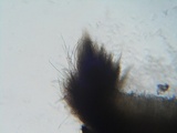 Perrotia flammea image