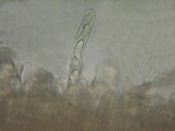 Perrotia flammea image