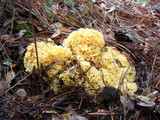 Sparassis crispa image