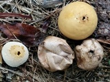 Bovista plumbea image