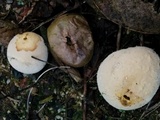 Bovista plumbea image