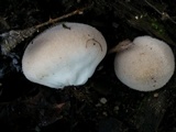 Bovista plumbea image