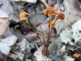 Marasmius siccus image