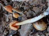 Entoloma quadratum image