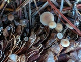 Baeospora myosura image