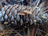 Baeospora myosura image