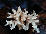 Clavulina coralloides image