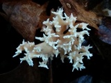 Clavulina coralloides image