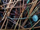 Mycena clavicularis image