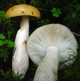 Russula citrinochlora image