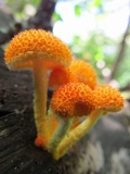 Cyptotrama asprata image