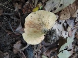 Lactarius maculatipes image