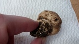 Agaricus bisporus image