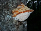 Inocutis dryophila image