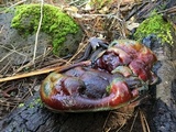 Ganoderma polychromum image