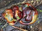 Ganoderma polychromum image