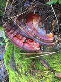 Ganoderma polychromum image