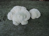 Trametes gibbosa image