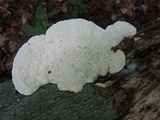 Trametes gibbosa image