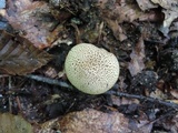 Scleroderma areolatum image