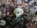 Scleroderma areolatum image