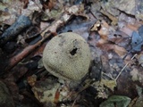 Scleroderma areolatum image