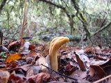 Clavariadelphus occidentalis image