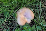 Lepista glaucocana image
