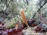 Clavariadelphus occidentalis image