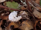 Hypomyces cervinigenus image