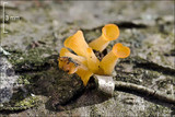 Guepiniopsis buccina image
