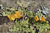 Guepiniopsis buccina image