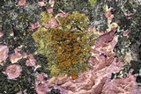 Gyalolechia flavorubescens image