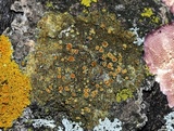 Gyalolechia flavorubescens image