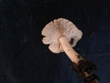 Rhodocollybia butyracea image