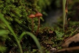 Psilocybe montana image