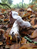 Cortinarius iodes image