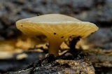 Tatraea macrospora image