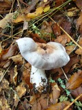 Cortinarius iodes image