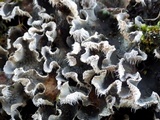 Peltigera didactyla image