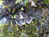 Peltigera didactyla image