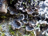 Peltigera didactyla image