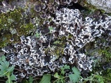 Peltigera didactyla image