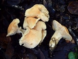 Cuphophyllus pratensis image