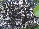 Peltigera neckeri image