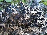 Peltigera neckeri image