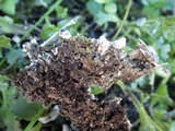 Peltigera neckeri image