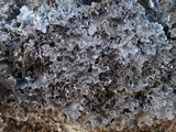 Peltigera rufescens image